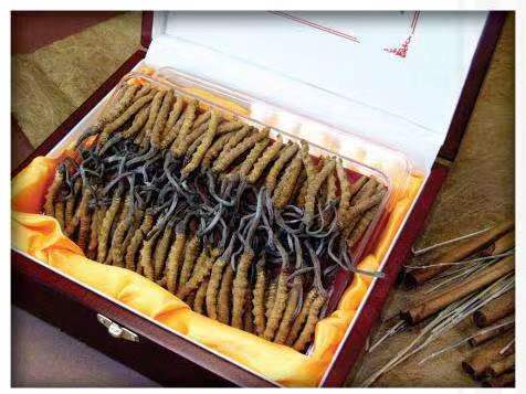 乐平冬虫夏草回收